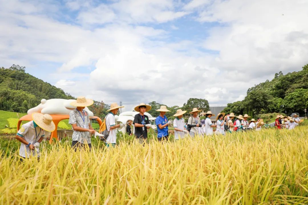 稲田豊作祭｜広州市の小中学校で労働実践体験イベント、田野で収穫を分かち合う